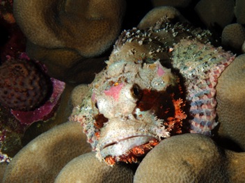 Scorpion fish
